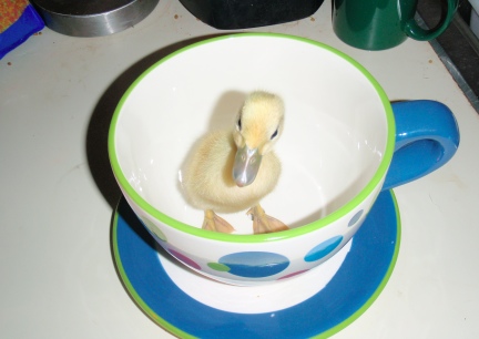 Alex's Duck in a Cup