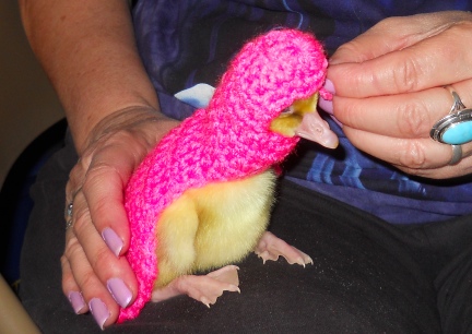 Dinah Pink Sweater 2012-02-11