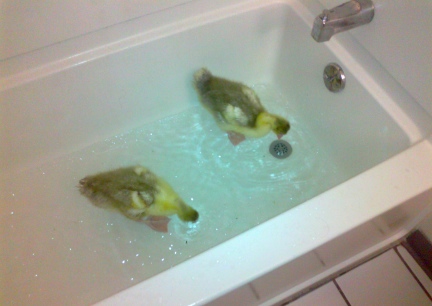 Gosling Hotel Bathtub 2 2012-03-01