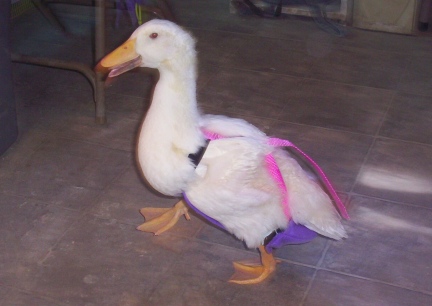 Disco Duck