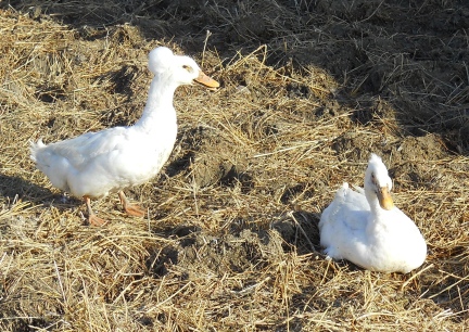 Crested Ducks