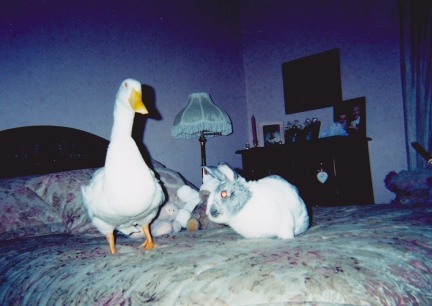Bedfellows - Jen's Duck and Rabbit