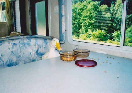 Jen's Duck Eating Breakfast In His Motor Home