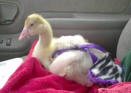 Dinah Riding in the Truck 2012-03-13