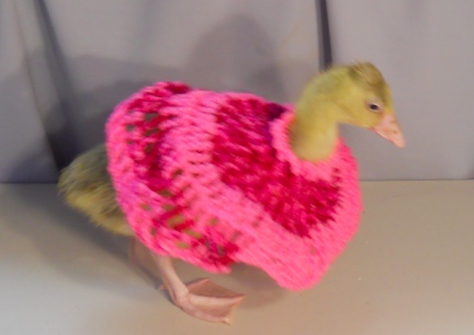 Dinah in Crocheted Dress 3