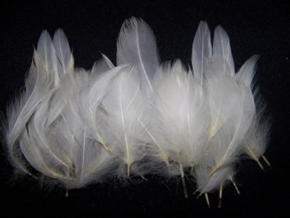 duck feathers